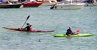 canoeists concerned by Shark in St Ives harbour